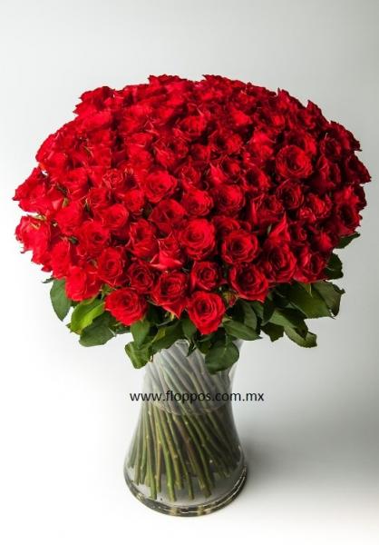 100 ROSAS ROJAS EN JARRÓN – Floreria Floppos Boutique floral