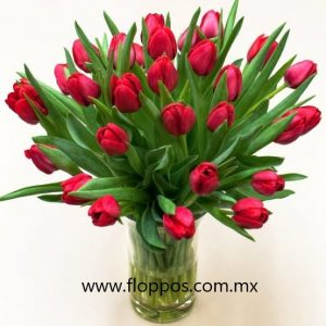 30 TULIPANES ROJOS