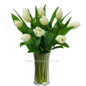 10 TULIPANES BLANCOS