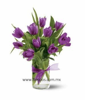 10 TULIPANES MORADOS