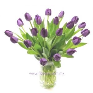 20 TULIPANES MORADOS