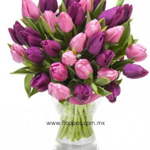 30 TULIPANES ROSA Y MORADO