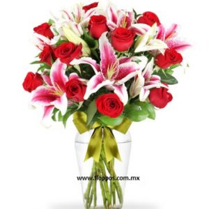 18 ROSAS + STARGEISER