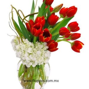 18 TULIPANES