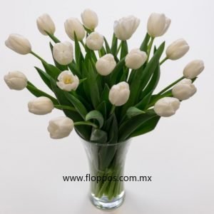 20 TULIPANES BLANCOS