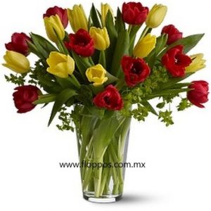 20 TULIPANES ROJO Y AMARILLO