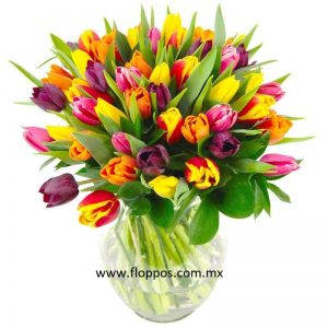 50 TULIPANES DE COLORES
