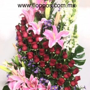 36 ROSAS ESPIRAL + STARGEISER