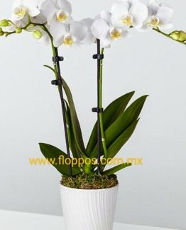 ORQUIDEA DOBLE VARA BLANCA