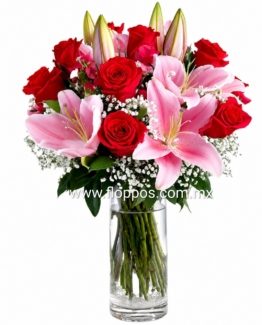 12 ROSAS STARGEISER